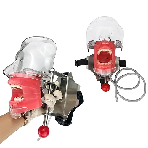 Miniatura 9 de Modelo de cabeza simulador dental Manikin Phantom con soporte de banco modelos dentales para enseñanza dentista ajuste de 360 grados