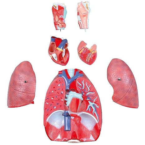 Wellden Medical Anatomical Larynx, Heart and Lung Model, 7-Part, Life Size, 3D, Educational Model