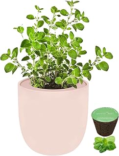 Hydroponic Herb Growing Pink Ceramic Kit, Self-Watering Kitchen Garden Starter Kit with Organic Seeds (Oregano)