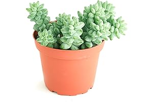 Shop Succulents - String of Succulents Collection - Burrito Sedum/Donkey Tail Live...