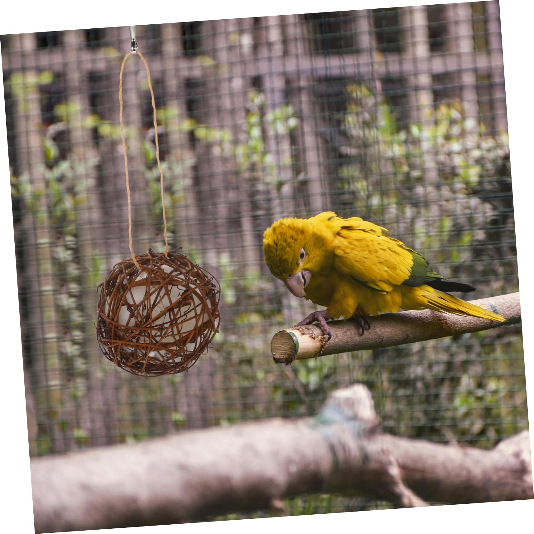 HANABASS 10pièces Jouets à Mordre pour Oiseaux De Fourrage Résistantes pour Perruches Et Petits Animaux Matériau De Nidification Naturel