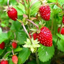 Seeds Alpine Strawberry Alexandria - Everbearing Fruits for Planting - GMO Free