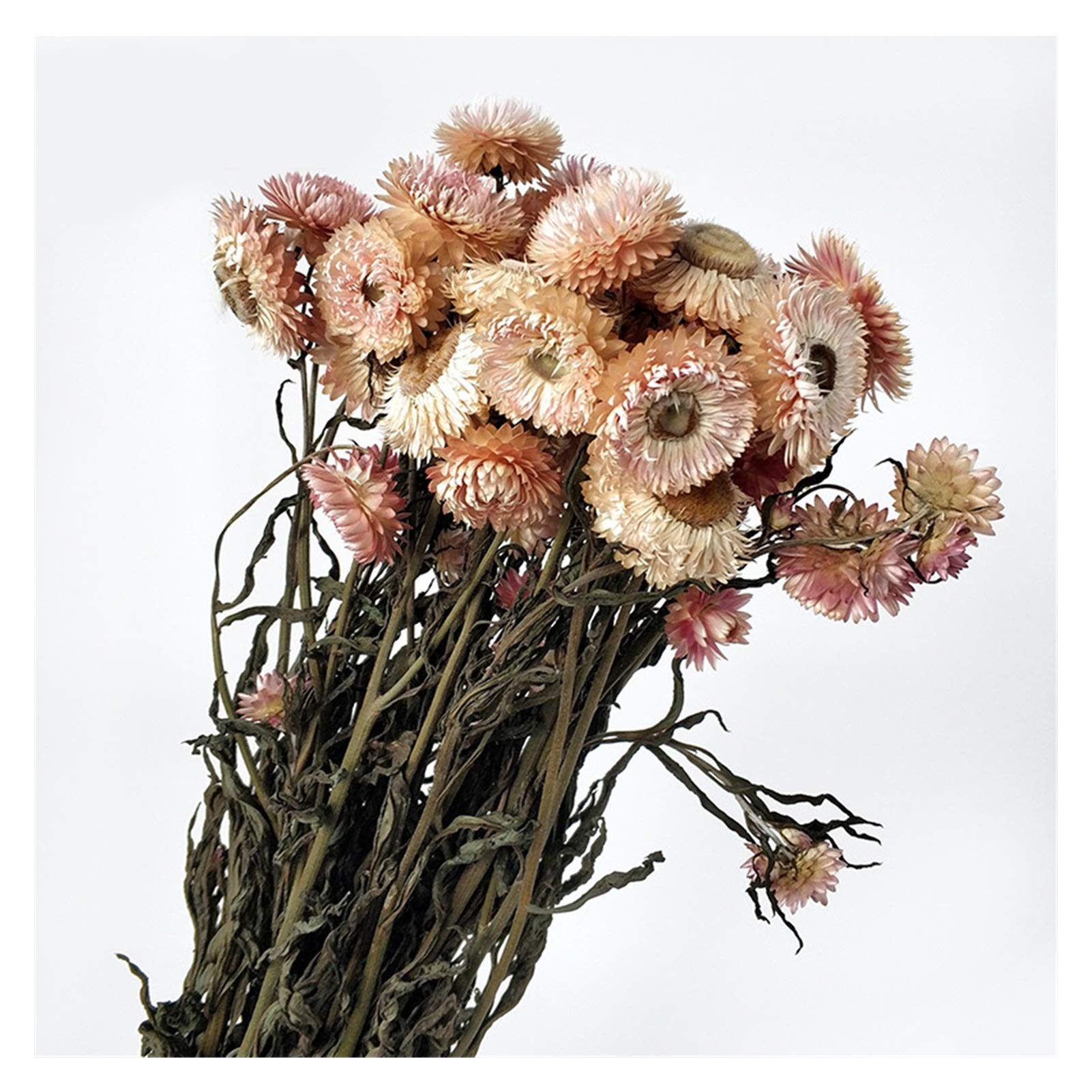 Fleurs séchées, Bouquet de Marguerites Gerbera séchées Multicolores 20 pcs(Dark Color)