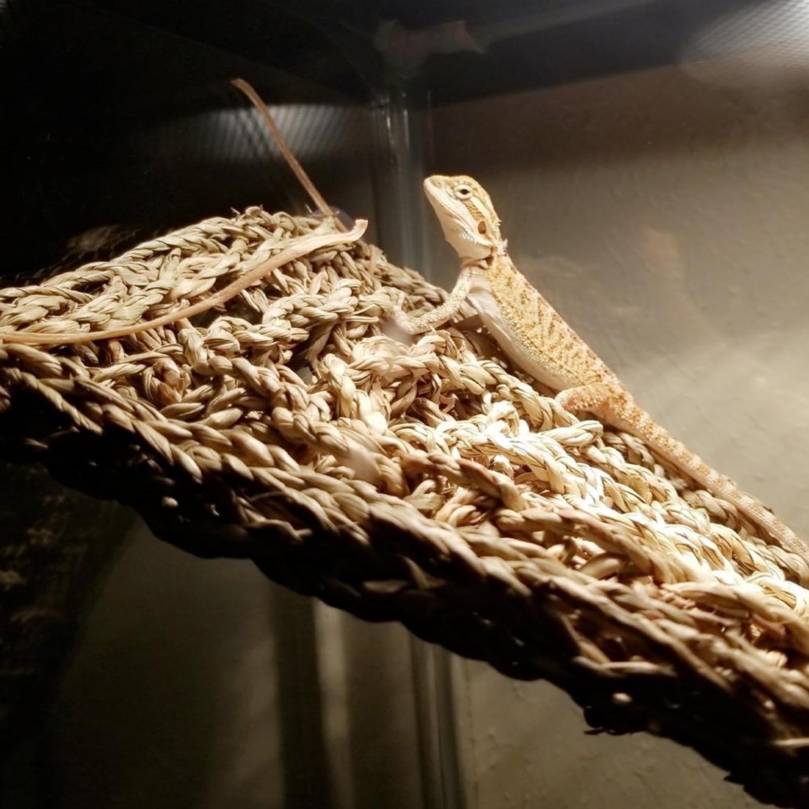 2 Stück Bartagamen-Hängematte, groß, 76,2 x 17,8 cm, Reptilien-Hängematte, Eidechsen-Hängematte, Bartdrachen, Kletter-Lebensraum, Tankzubehör, Reptilienbrücke für Chamäleon-Einsiedler