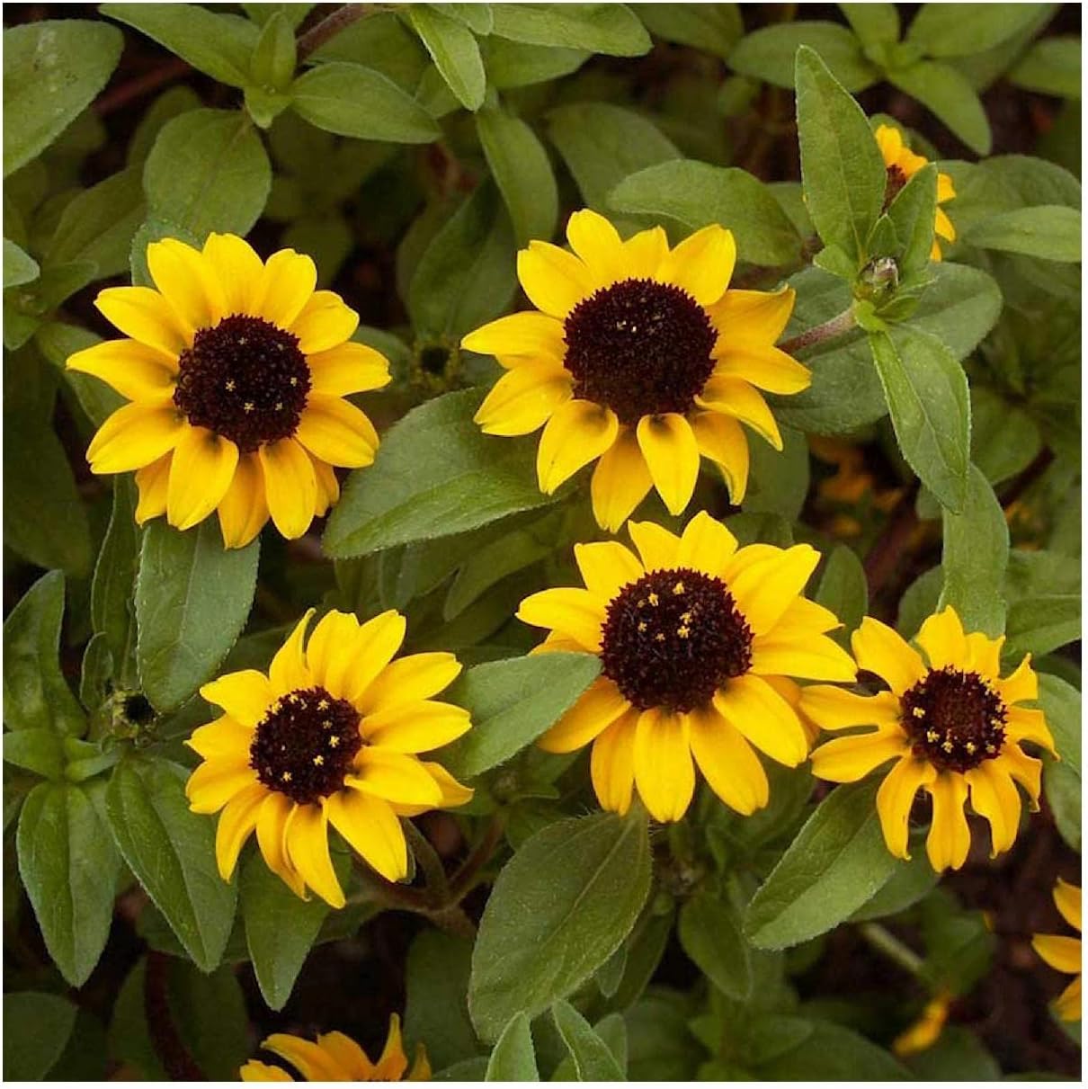 Everwilde Farms - 1/4 Lb Creeping Zinnia Wildflower Seeds - Gold Vault