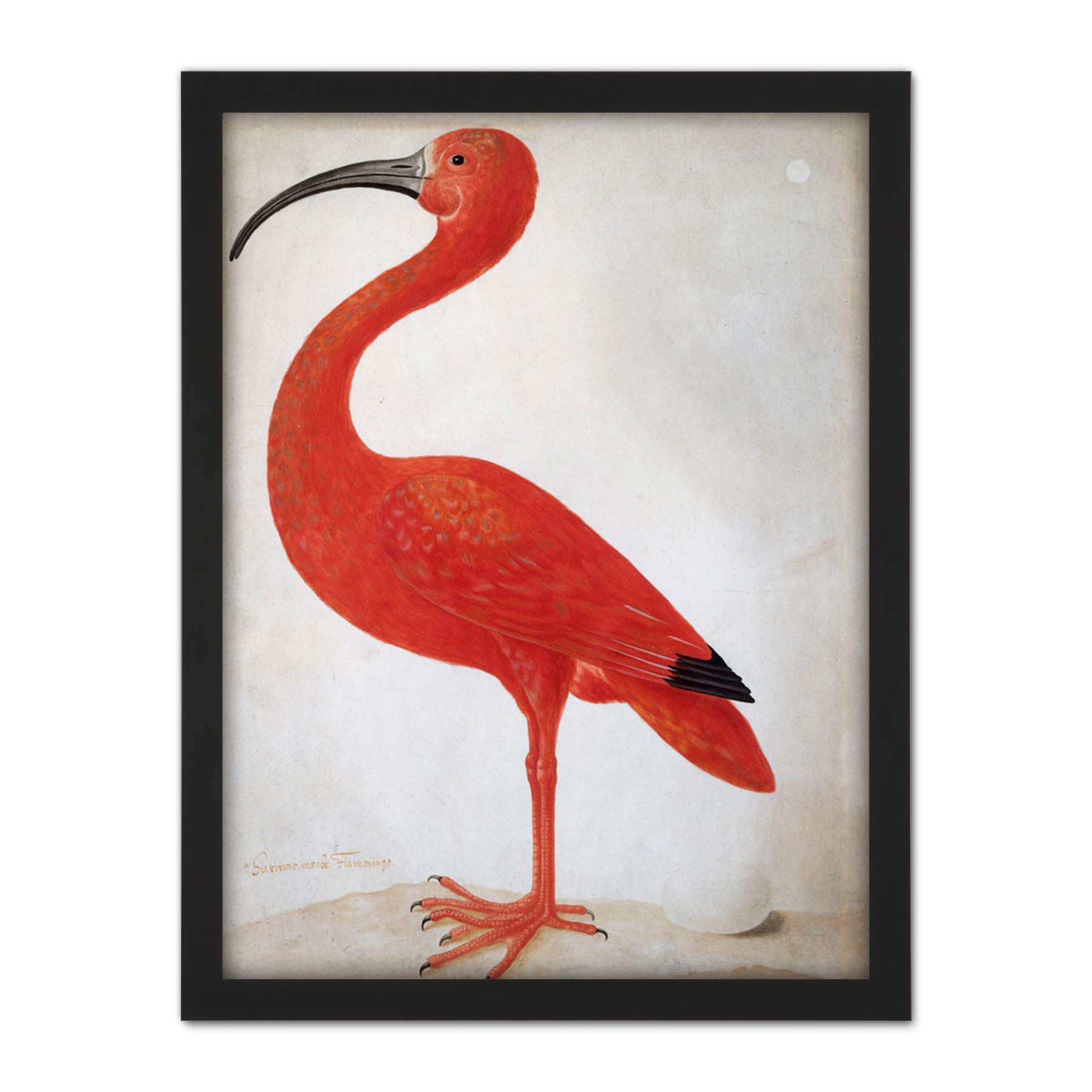 Artery8 Merian Scarlet Ibis Bird With Egg Skin Painting Artwork Framed Wall Art Print 18X24 Inch