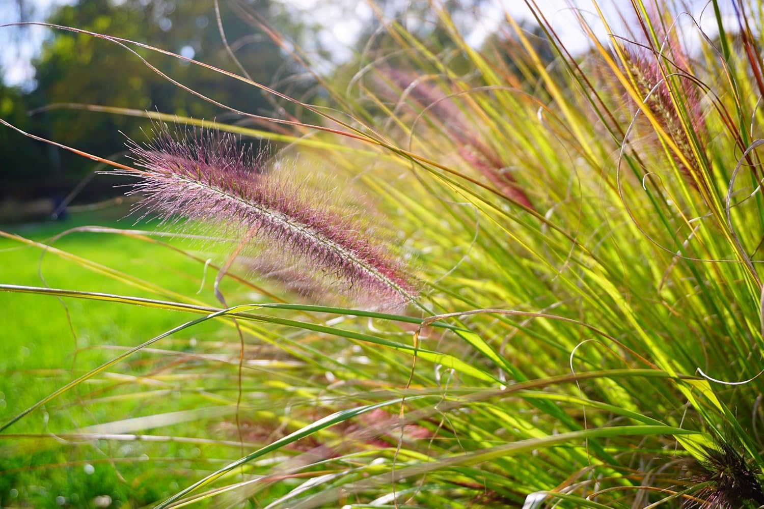 Stauden Gänge 10 x Pennisetum alopecuroides var. viridescens winterhart | Mittelhohes Ziergras für Sonne, Blüte August bis Oktober, mehrjährig, 1 L Topf (11x11 cm)