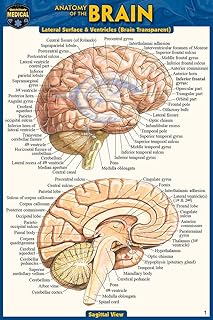 Anatomy of the Brain