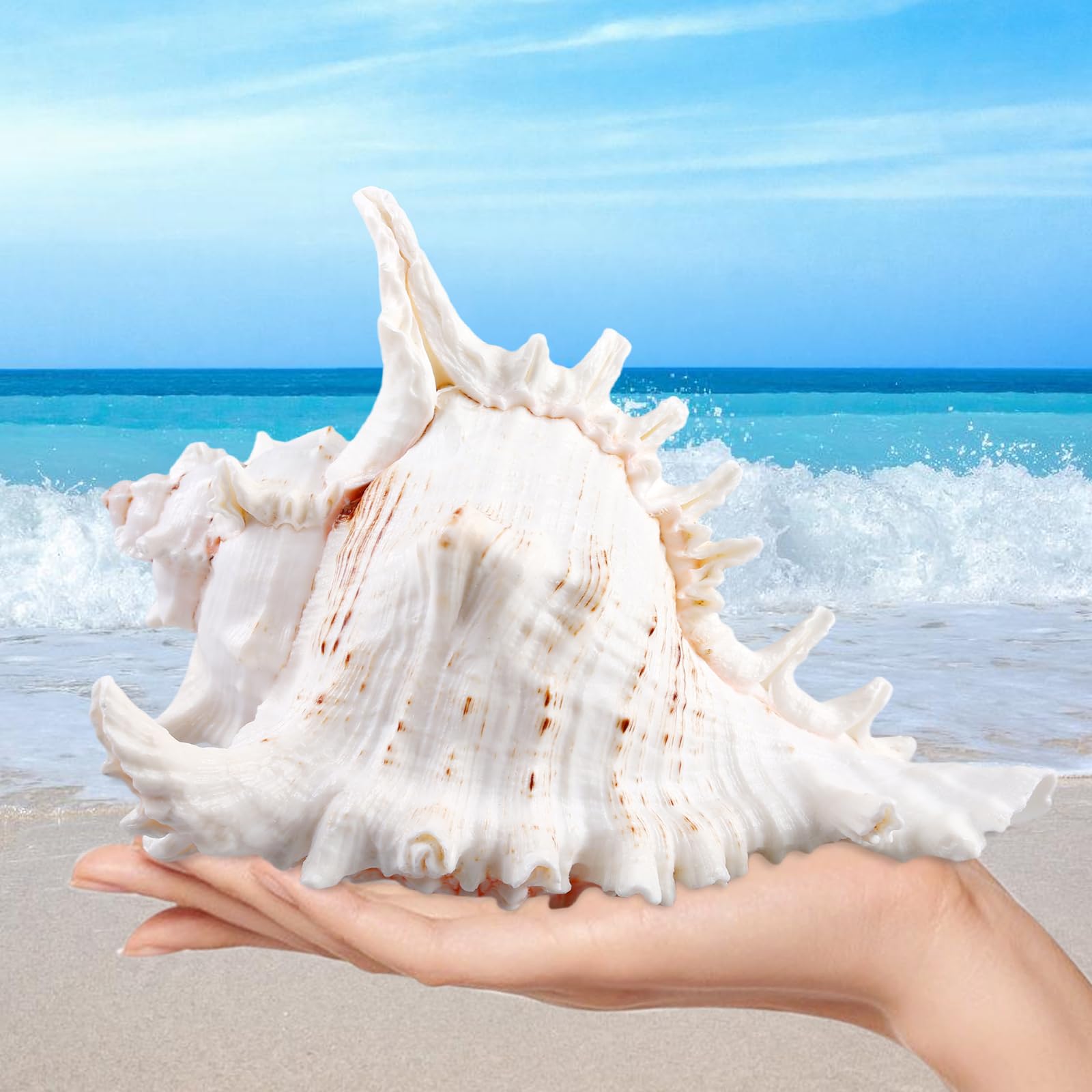 Zimoer 10 stuks grote witte sint-jakobsschelpen, 10-13 cm, natuurlijke schelpen, grote decoratieve schelpen, voor doe-het-zelf handwerk, grillen, strandfeesten, bruiloft, woondecoratie