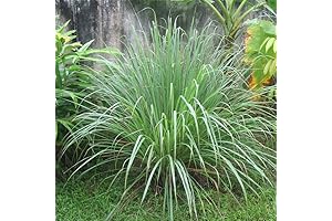 Lemongrass Seeds: Grow 1500 Non-GMO Heirloom Lemongrass Plants