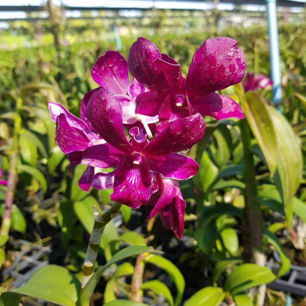 Florona Dendrobium Orchid Seedling Plants " Red LTF " 1 Helathy Live Plant Without Pot