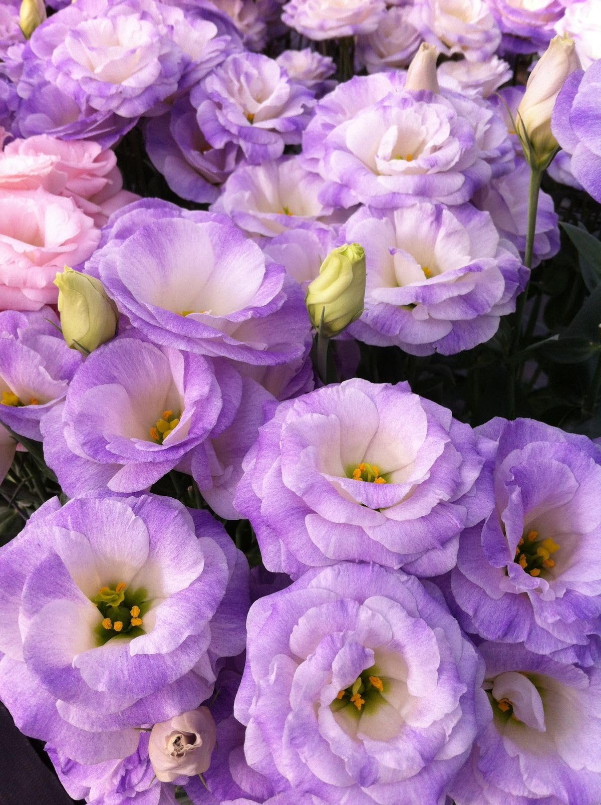 Oakwood Farms® Lisianthus Flower Seeds for Home and Gardening Pack of 40 to 50 seeds (VIOLET)