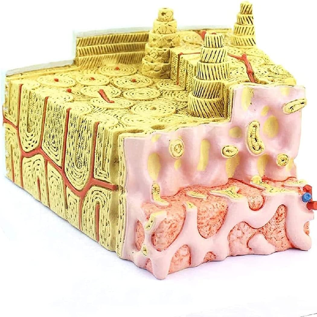 Uigjiog Microscopic Magnified Model Of Human Bone Structure 80x Bone ...