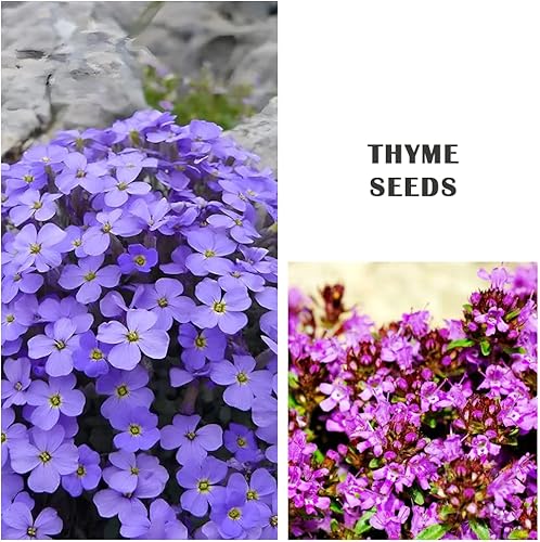 Miniatura 5 de Más de 3000 semillas de tomillo rastrero para plantar, 6 colores empaquetados individualmente Thymus Serpyllum Heirloom azul, morado, blanco, rojo,