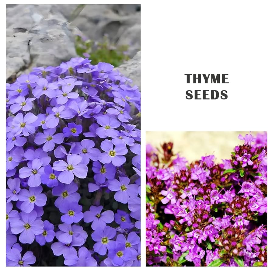 Thyme  Thymus serpyllum 'Pink Chintz' (Thyme) | Pink Creeping Thyme
