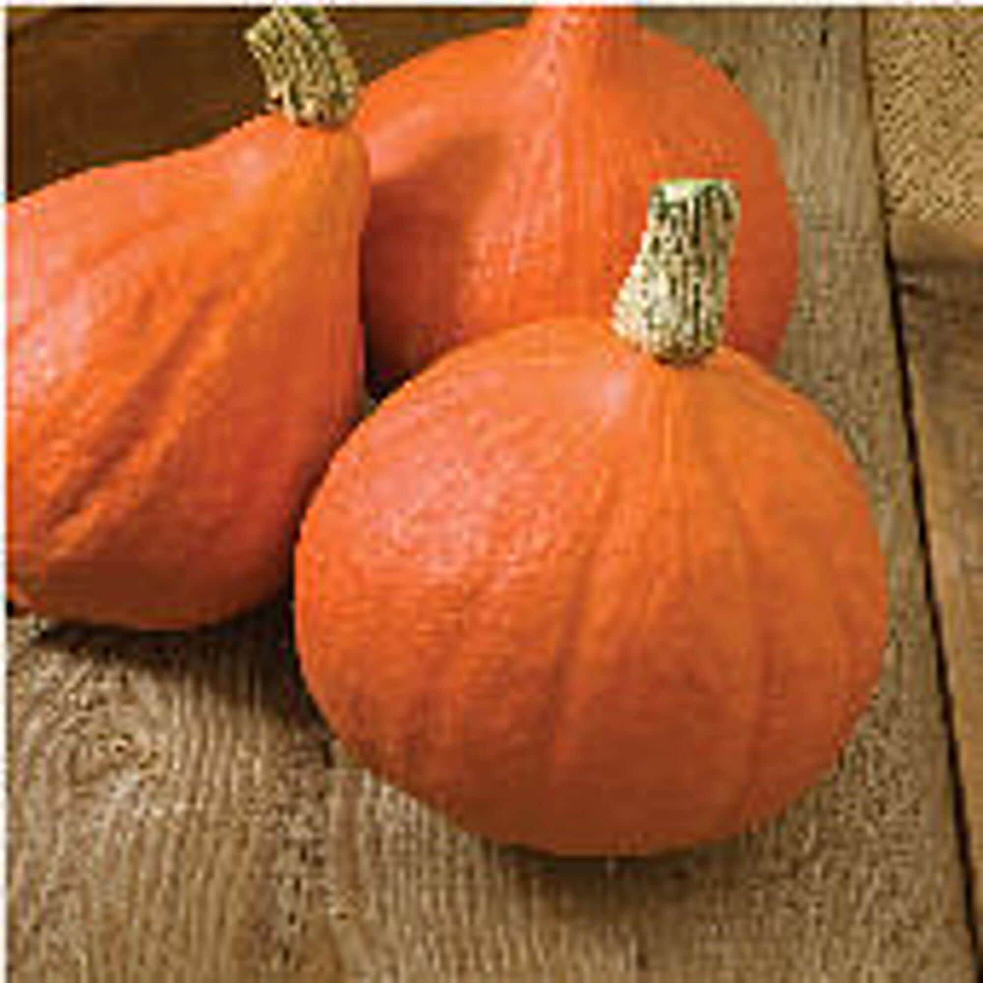 Amazon.com : Red Kuri Squash Seeds (20+ Seeds) | Non GMO