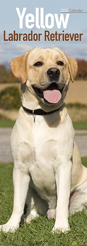 Yellow Labrador Retriever Slim Calendar 2022 | Dog Breed Slimline Calendar - 12 Month: Address Books, Journals &amp; More
