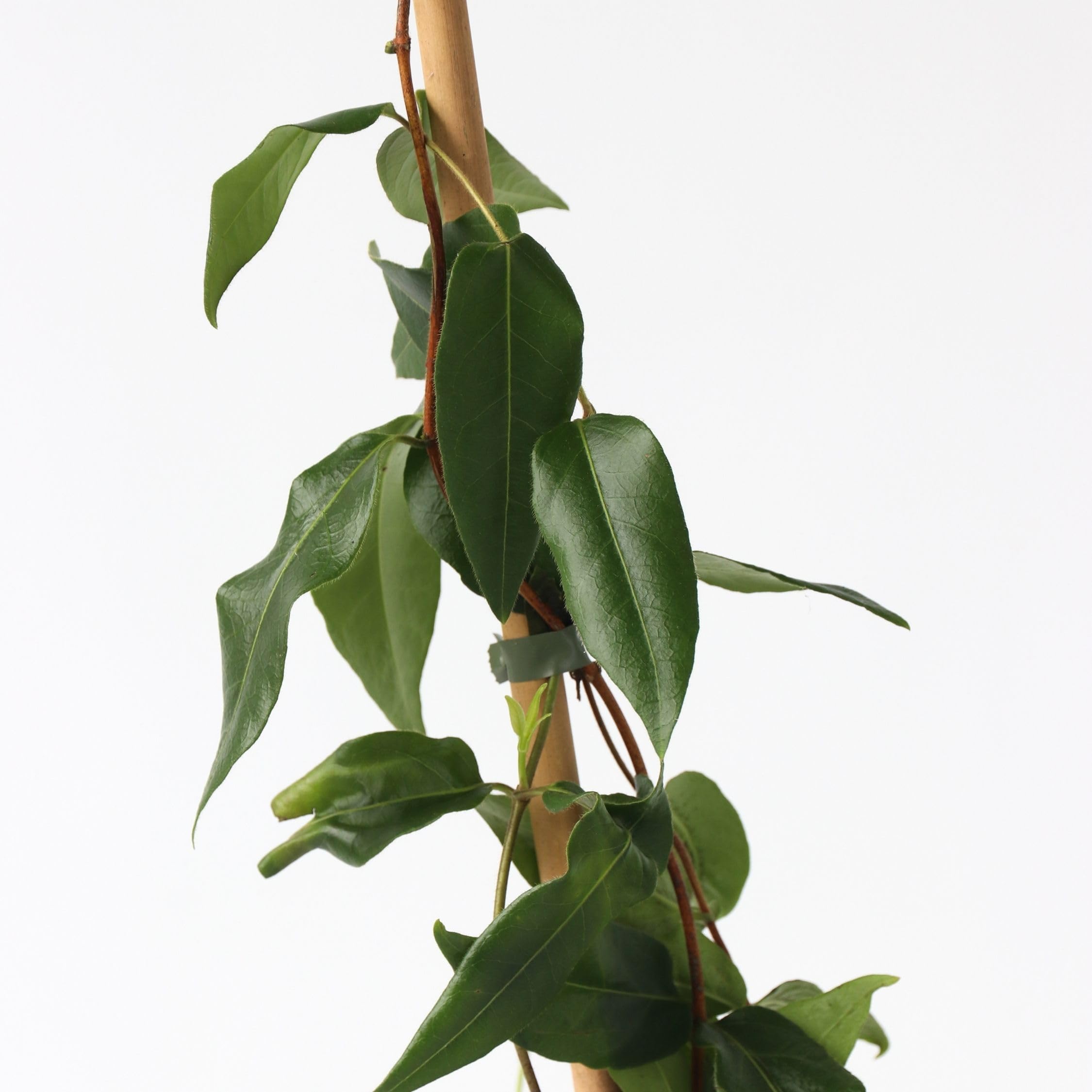 Plant in a Box - Lonicera henryi 'Beauté du cuivre' - Chèvrefeuille de Henry - Plante de jardin - Plante grimpante - Jaune - ⌀17cm - Hauteur 110-120cm