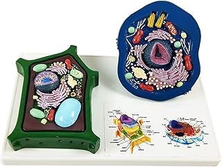 Model Animal and Plant Cells Model, Medical Anatomical Teaching Model, Biological Experimental Teaching Comparative Models, for Study Display Teaching Medical Model