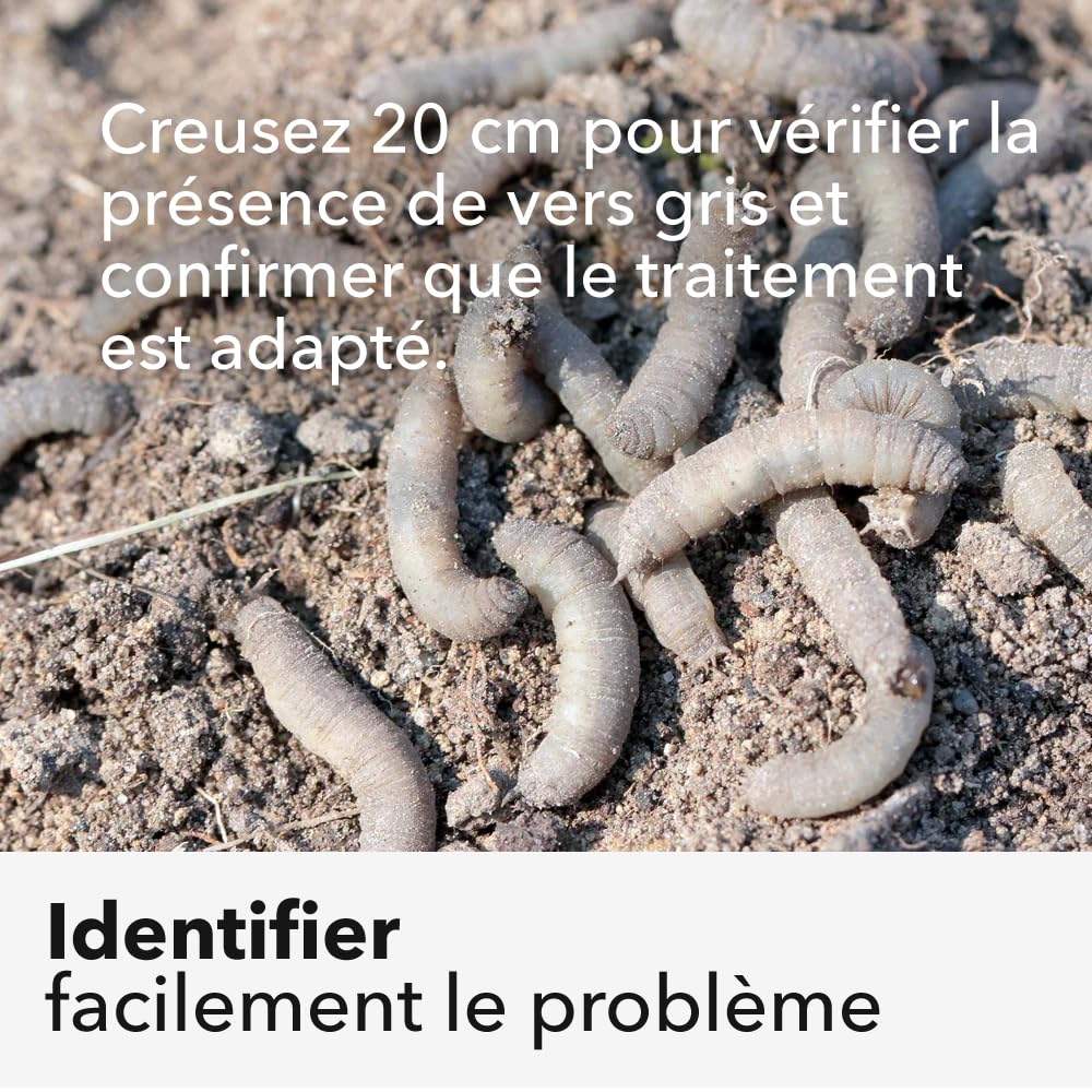 Nématodes pelouse et gazon - Traitement contre les larves de Tipules (vers gris ou Cousin) - 100% naturel. Traite les tâches jaunes du gazon (Pour 200m² (100 millions))