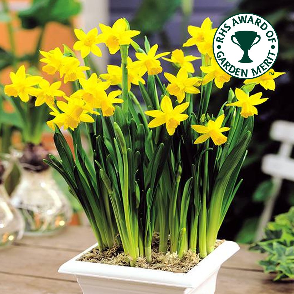 Narcisse Tête à Tête Jonquille de rocaille naine Plante à bulbe de floraison printanière