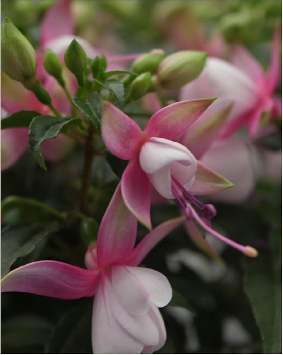 Garden Ready Fuchsia Bella Lisa Flowers Delivered in 3 x 9cm