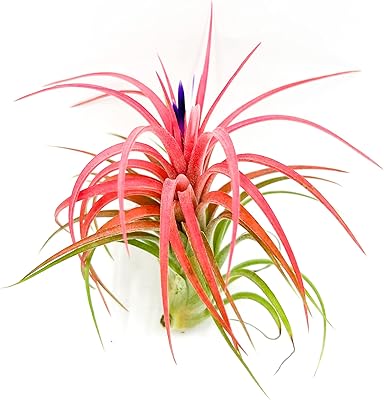 ragnaroc Live Air Plants – Tillandsia Victoriana, Large 3-4” – 1ct – Live Arrival Guaranteed – House Plants for Home Décor & Gift