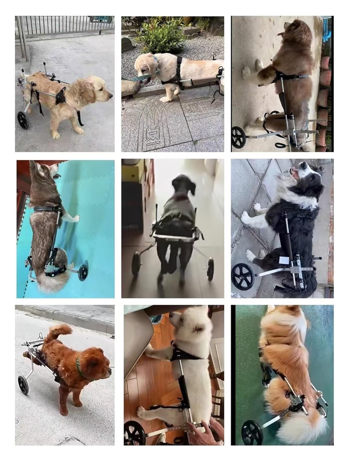 Regulowany wózek inwalidzki dla psa na tylne nogi - średni/duży środek wspomagający poruszanie się zwierząt domowych, idealny do rehabilitacji i wsparcia, trwała konstrukcja dla aktywnych psów