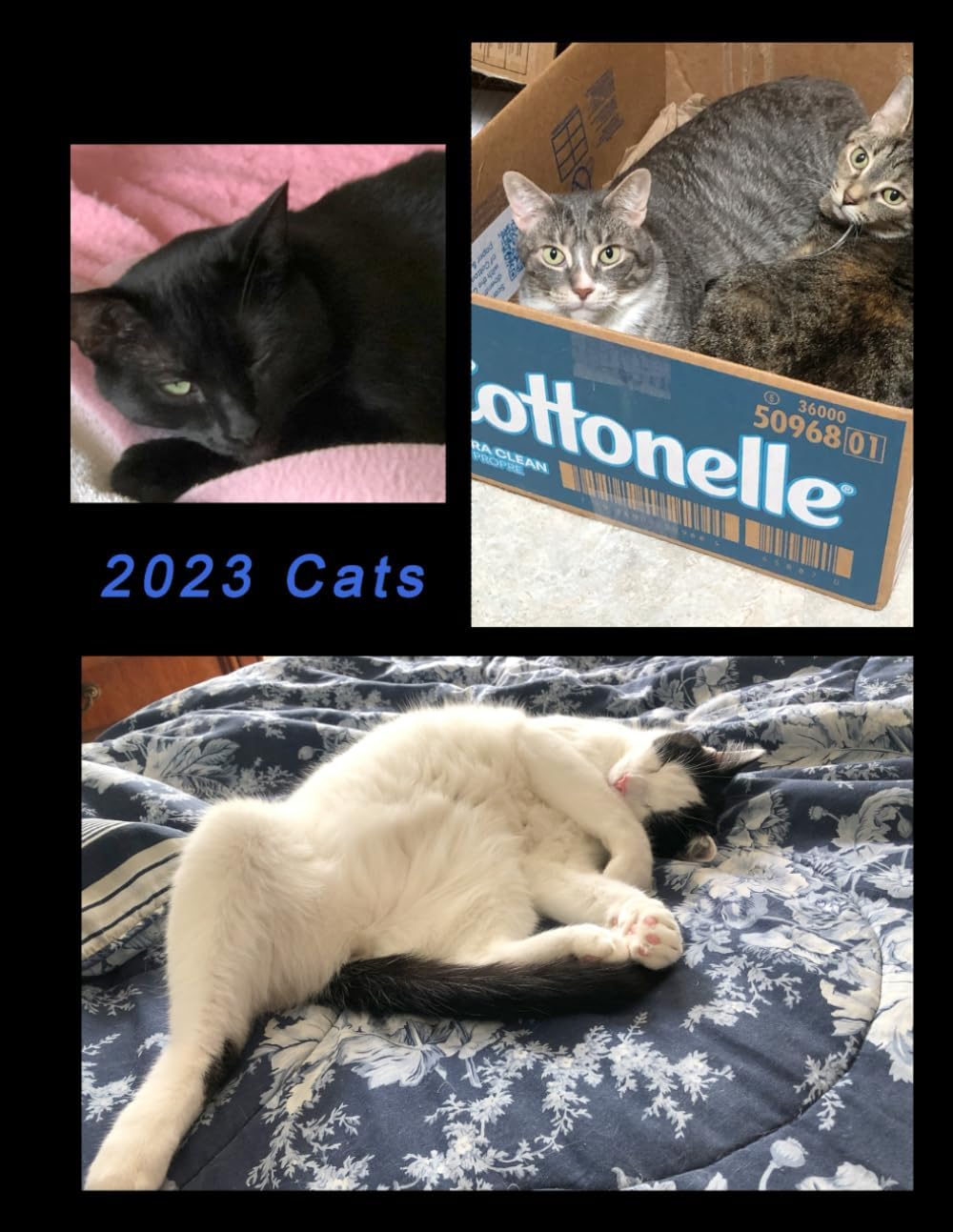 2023 cats