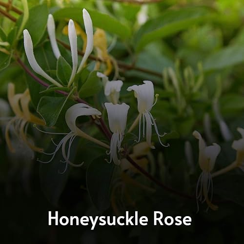 Echale Guindas Al Pavo By Imperio Argentina On Amazon Music Amazon Com