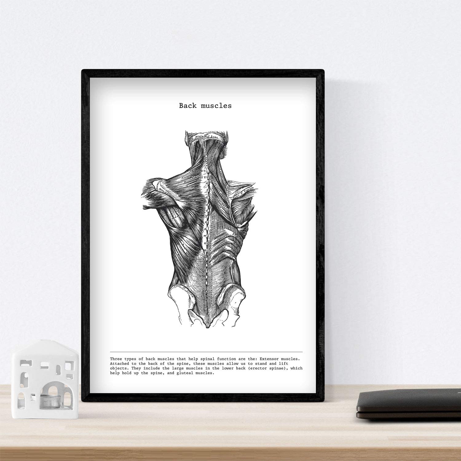 Nacnic Human Anatomy Print, Back, 42L x 7W cm - Image 3