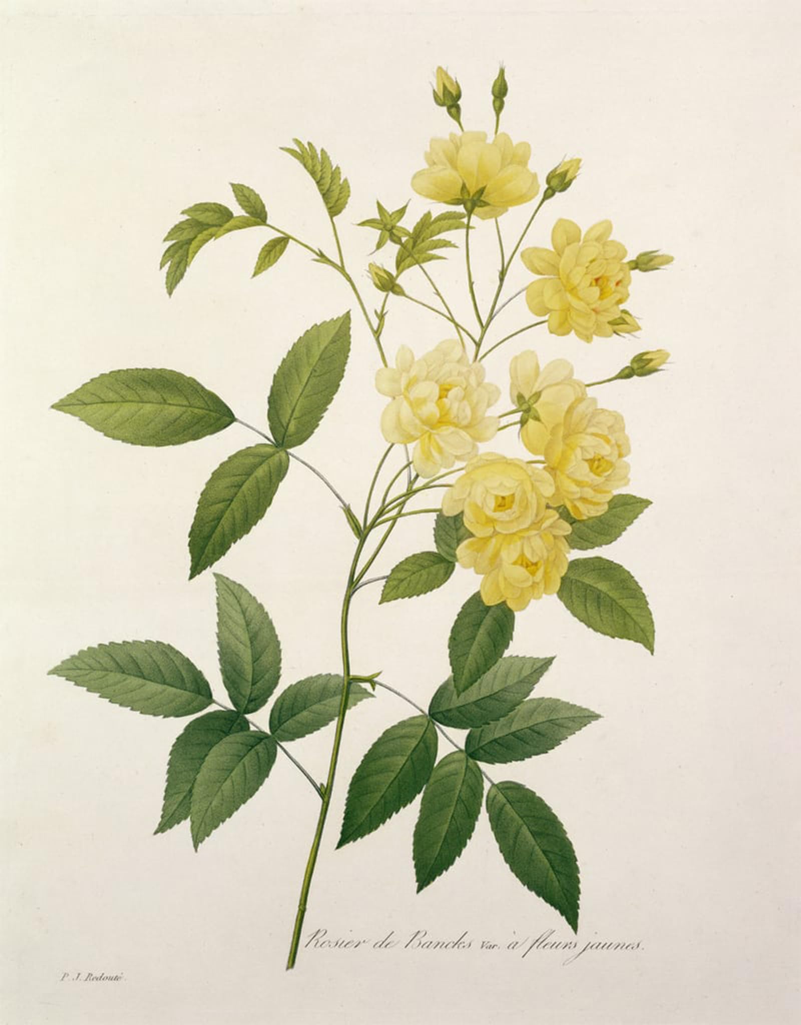 Posteriik No Frame Vintage Art Print Images Pictures Print Rosa Banksiae By Pierre Redouté Modern Colour Posters For Office Home Decor 60X90cm