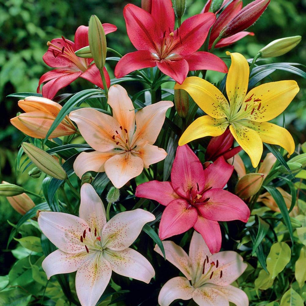 Asiatic Lily Multicolor Flower Bulb Pack of 4 | Premium Live Lily Bulb | Easy to Grow Flower for Home Garden & Balcony-image-12
