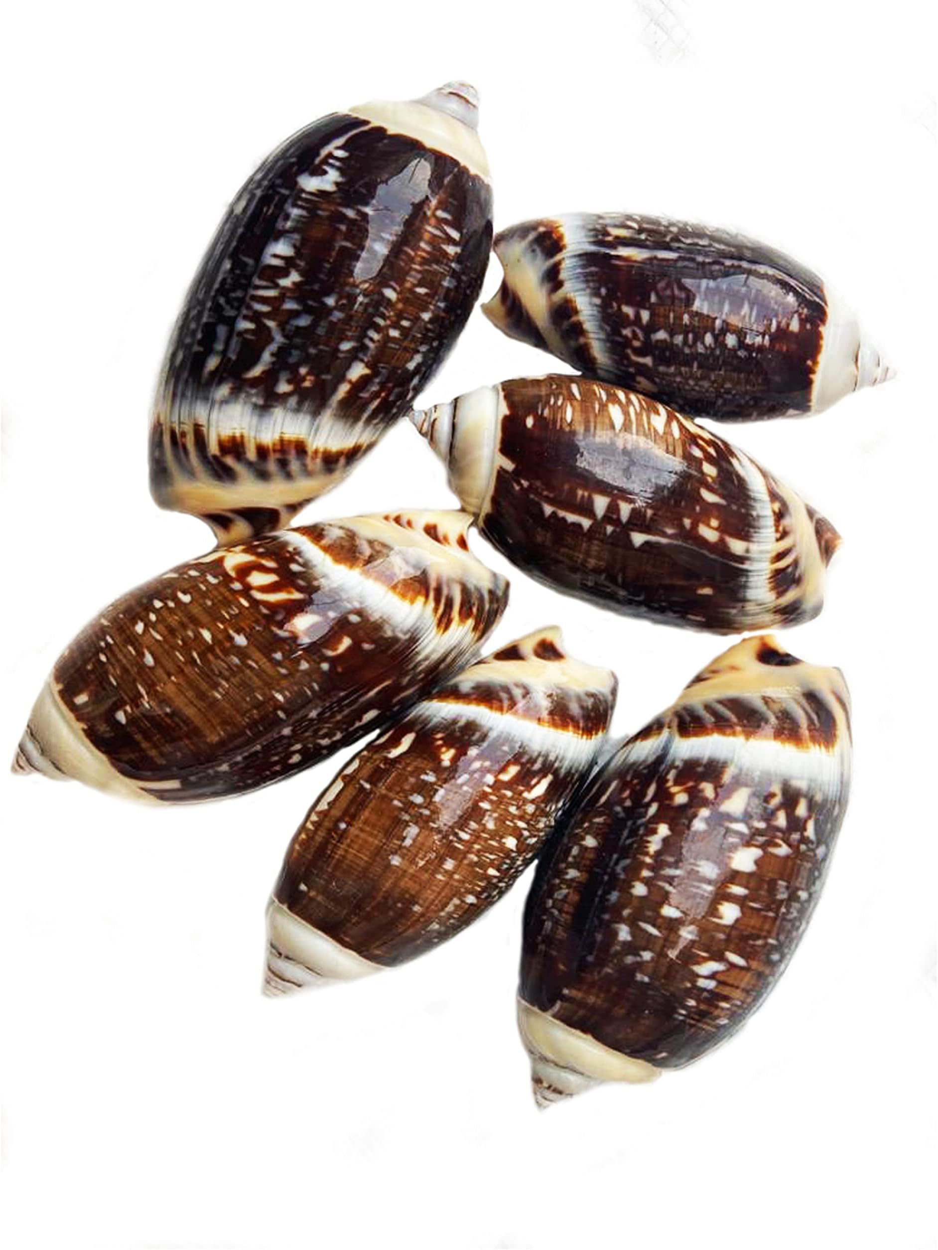 Seawave Creatures Agaronia Black Sea Shell for Aquarium Decoration and Multi Uses - 200g
