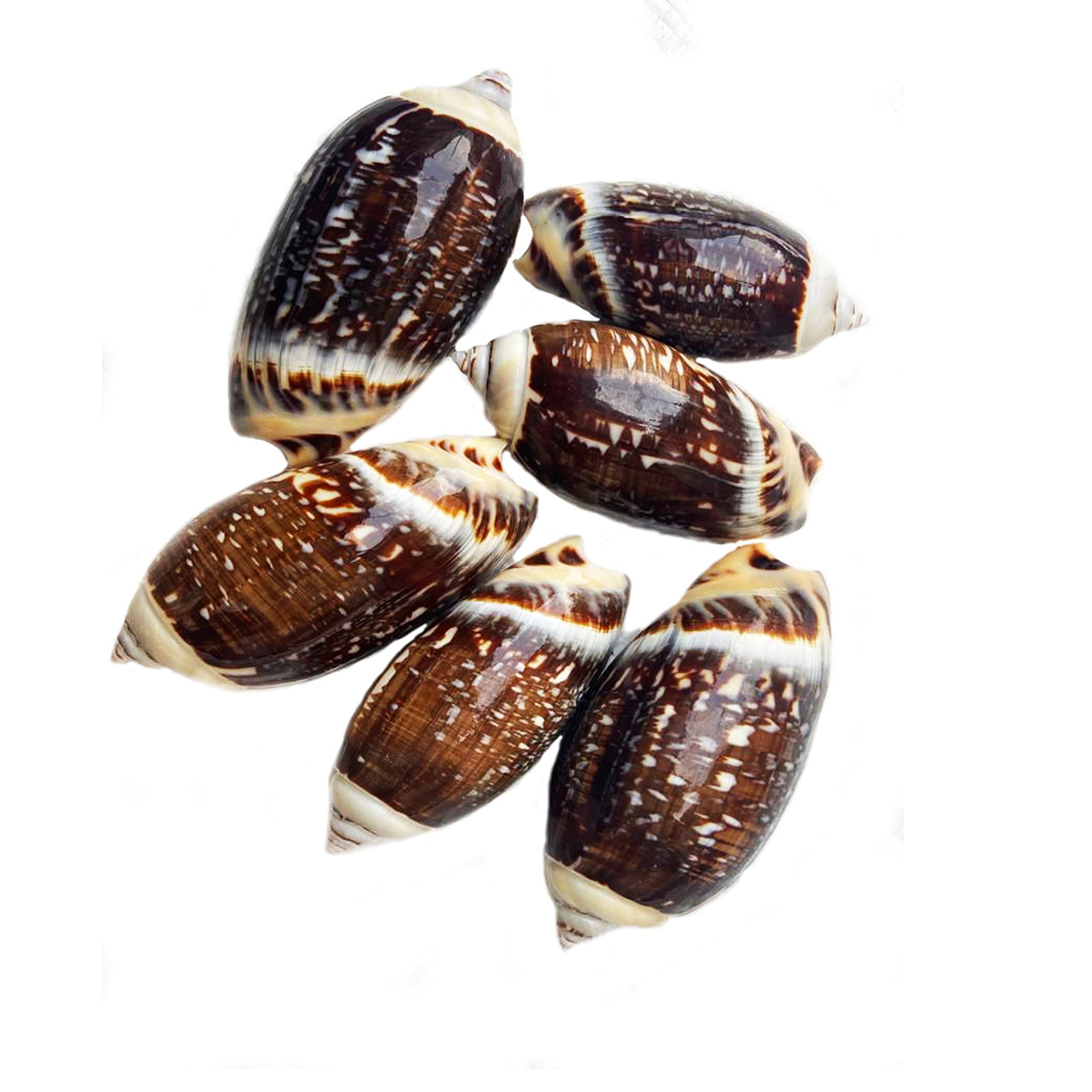 Seawave Creatures Agaronia Black Sea Shell for Aquarium Decoration and Multi Uses - 200g