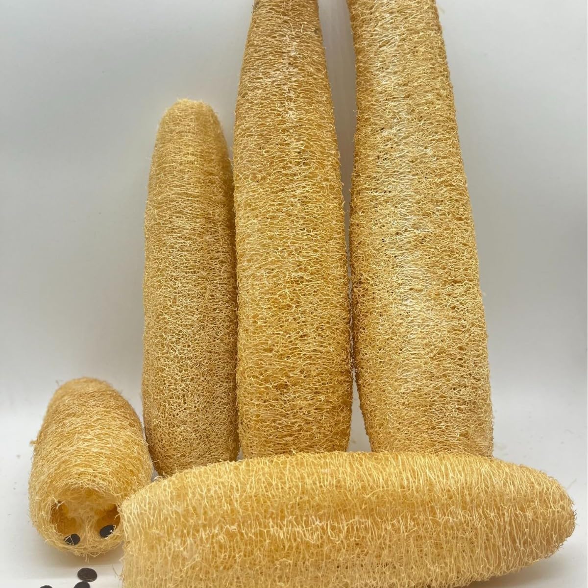 Natural Egyptian Loofah Sponge (2-Pack) - Exfoliating Body Scrubber for Women & Men, Organic Plant-Based Bath Sponge for Face, Body & Back Cleaning - Gentle Exfoliation for Soft Skin