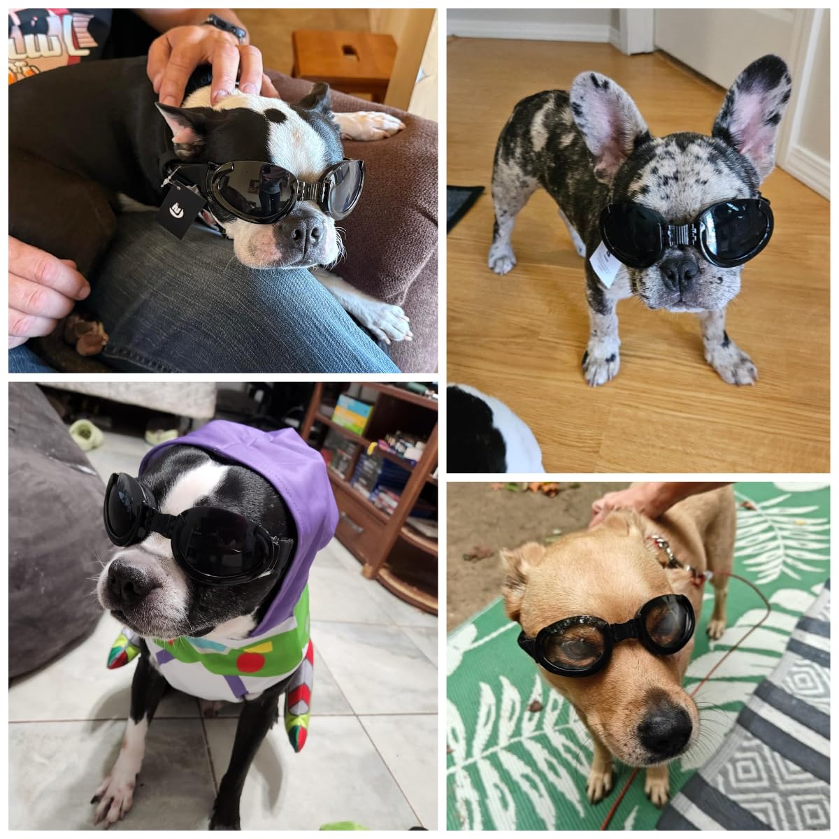 Occhiali da sole per cani resistenti ai raggi UV, con lenti intercambiabili, per cani di piccola e media taglia, equitazione/guida/viaggio all'aperto