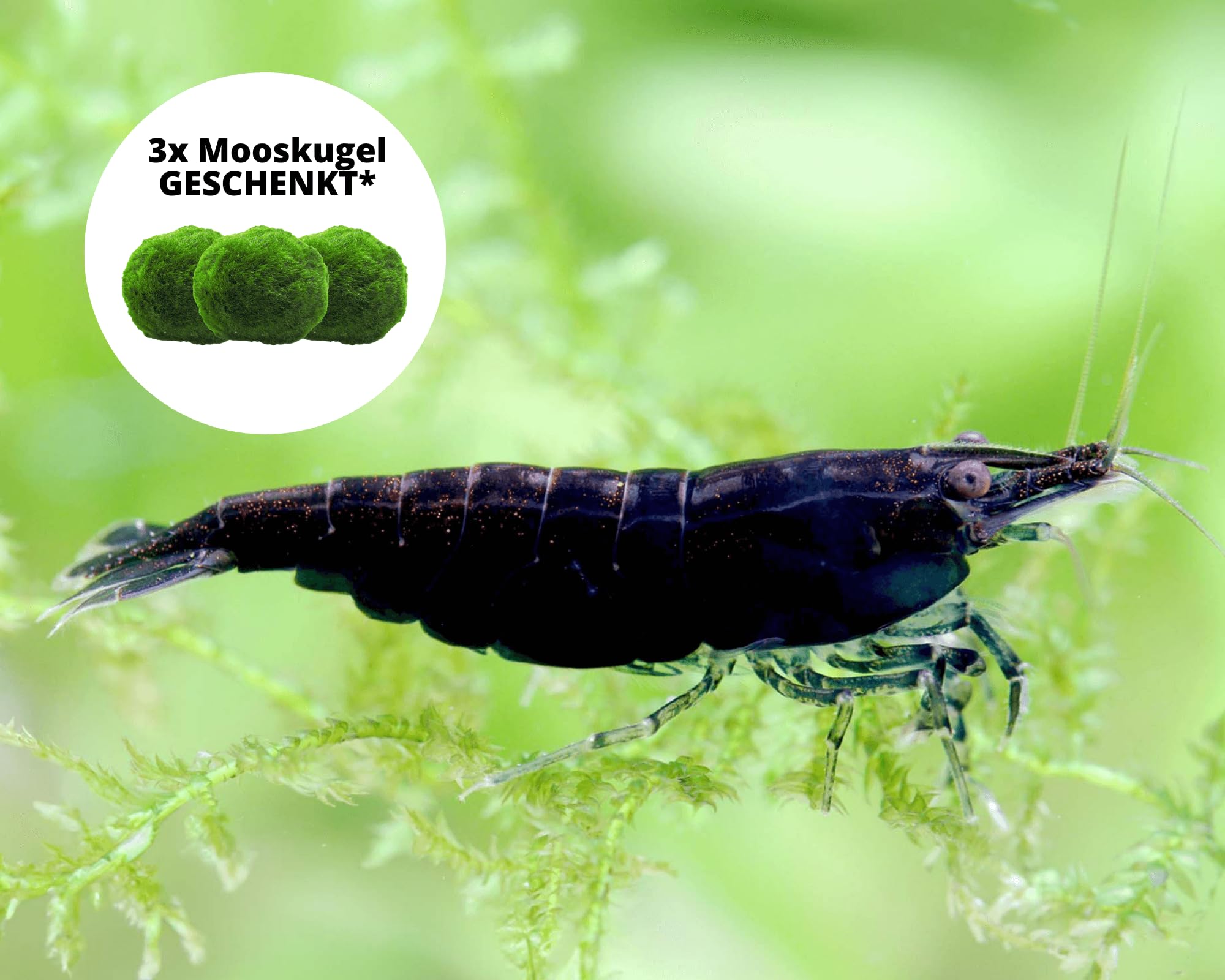 Garnelen 15x Neocaridina Set + 3X Mooskugel - Farbige Ziergarnelen für Leitungswasser - Pflegeleicht & vermehrungsfreudig - Mit Cladophora Algenkugeln als Filter & Versteck im Aquarium