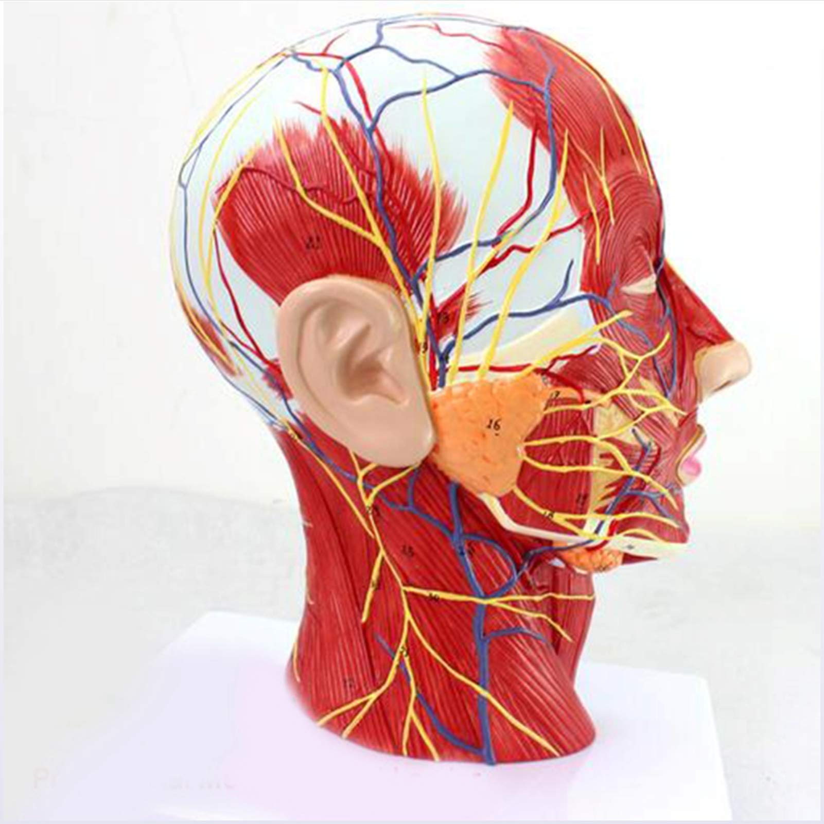 Buy JL Head Anatomy Vascular Nerve Model, Half Head And Face Median Sagittal Section Model For