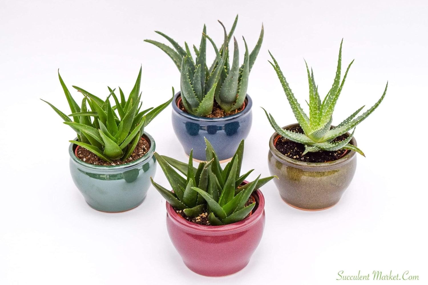 Live Potted Succulents – Live Succulent Plants in Pots (Aloe Collection)