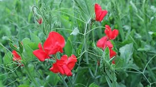 NO-GMO 120 Seeds, Sweet Pea Spencer Waved Mixed Flower Heirloom Non-GMO Seeds