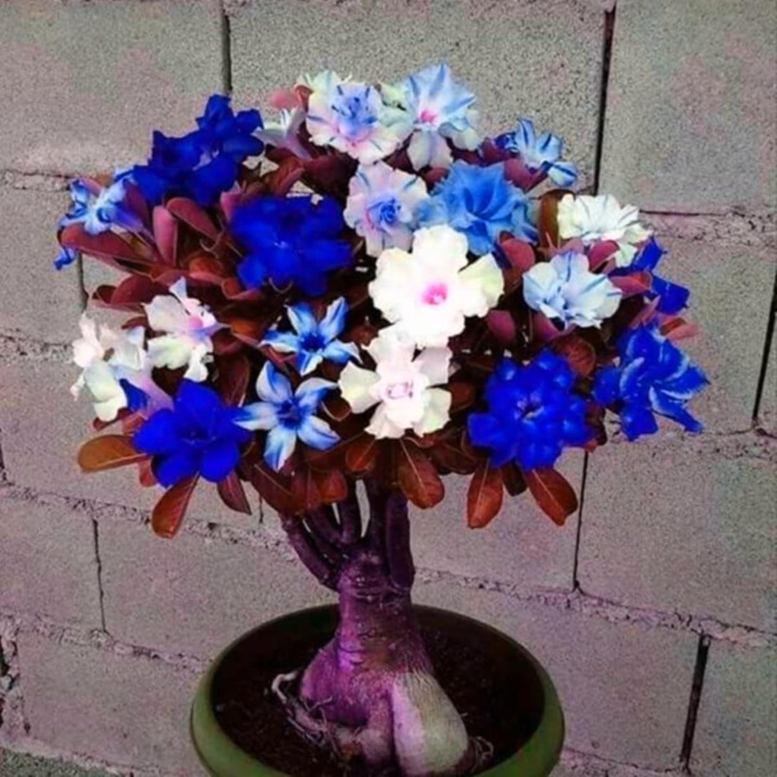 Desert Rose Bulbs for Planting Now UK Ornamental Perennial Natural Organic Unique Good for Containers Cold-Resistant Easy Plant Greening Flower Excellent Display-2Bulbs-M