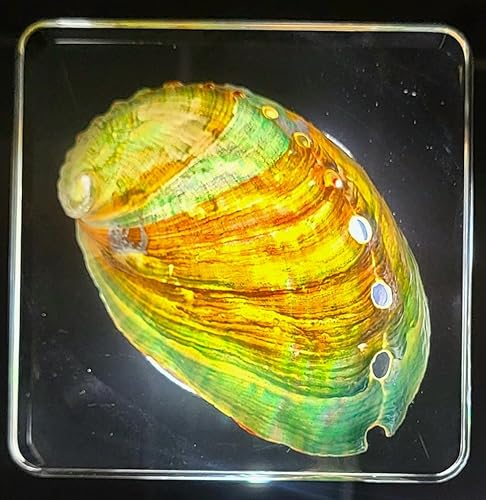 Miniatura 6 de Concha de abulón real de 2.9 pulgadas en resina de lucita cristalina, espécimen de pisapapeles preservado de mar marino brillante, colección de