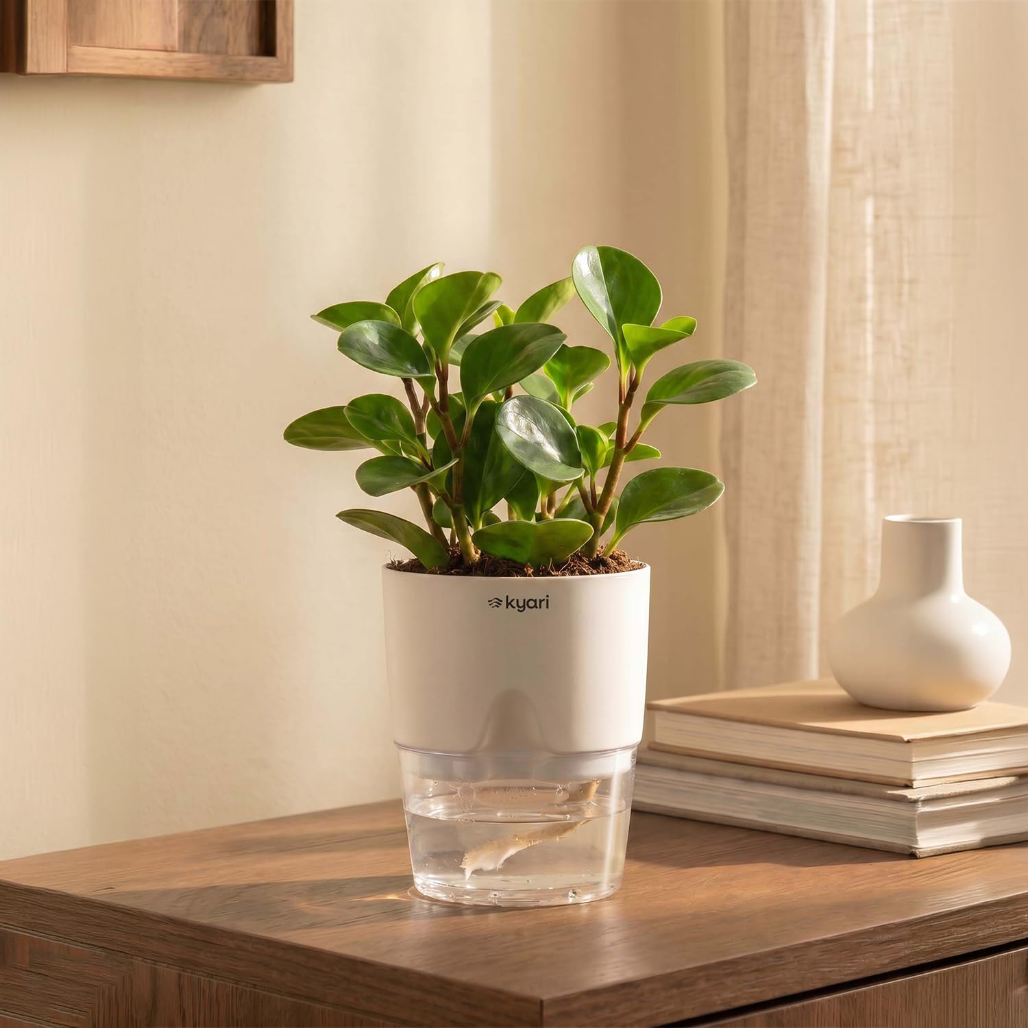 KYARI Peperomia Green Indoor Plants for Living Room | Live Plants | Plants with White Pot for Home-image-46