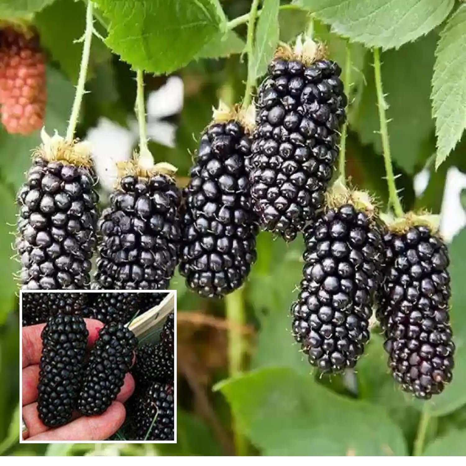 See full amazon price history chart for HAPING Blackberry Climbing Live Plant HAPING Blackberry Climbing Live Plant (B0D5VSJW43) Amazon Price History, Amazon Price Tracker