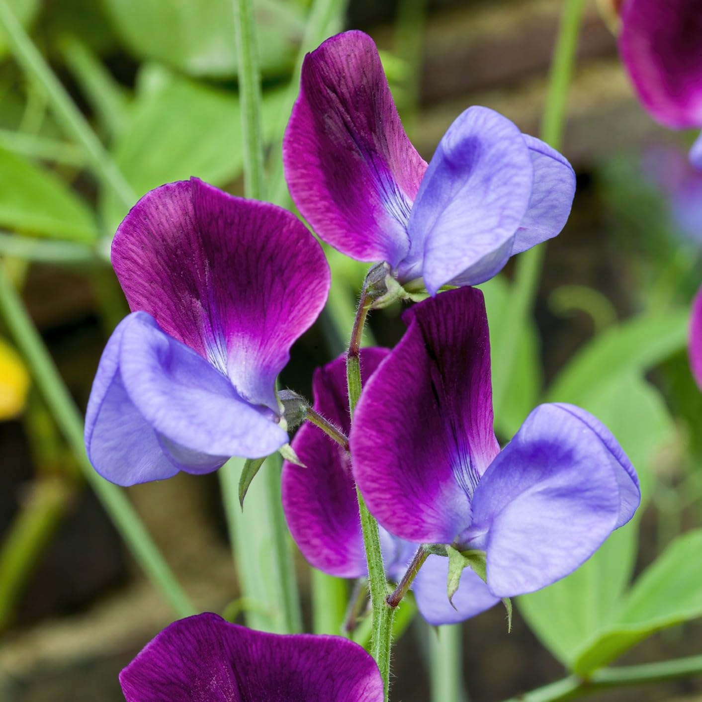 PREMIER SEEDS DIRECT - Sweet Pea Seeds - Old Spice CUPANI (400 Seeds)