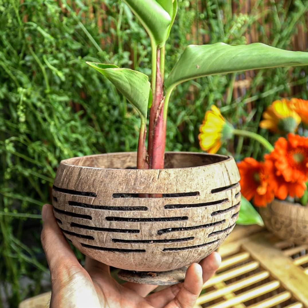 Rainforest Bowls Set of 2 Horizons Coconut Planters w/Drainage Hole- Perfect for Succulents, Flowers, Small Plants, Indoor & Outdoor Gardens- Handcarved by Artisans, Eco-Friendly & Sustainable