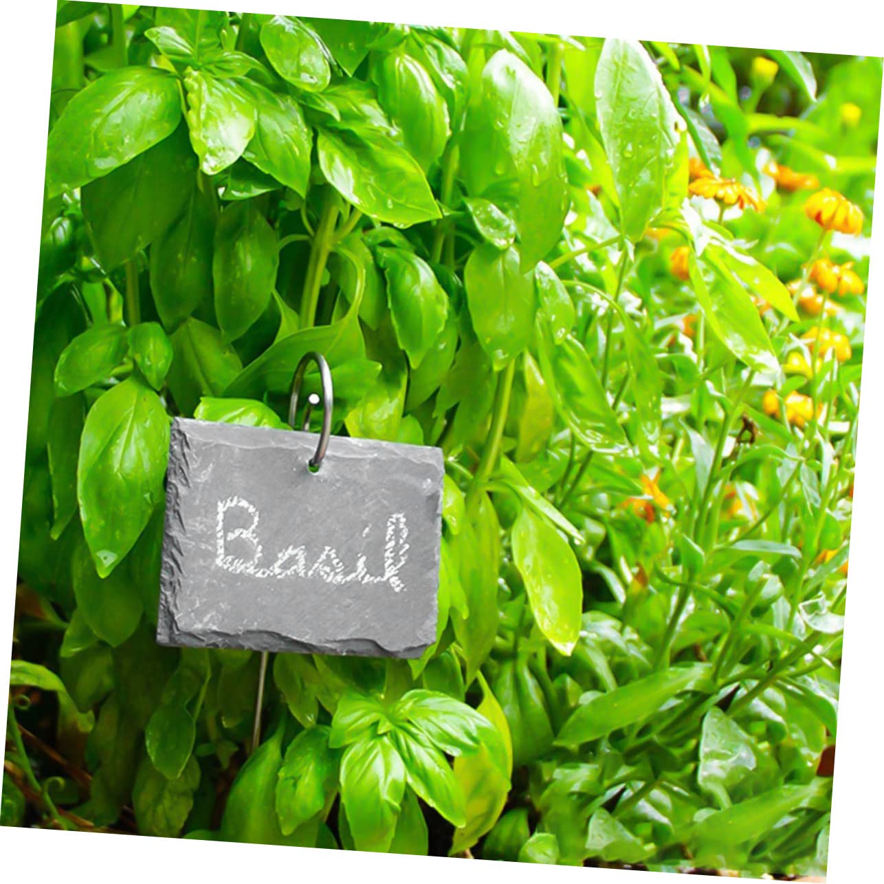 Etichette per Piante in Ardesia, Leggere e Facili da Scrivere, per Vasi da Fiori e Parchi, Cartellini da Giardino