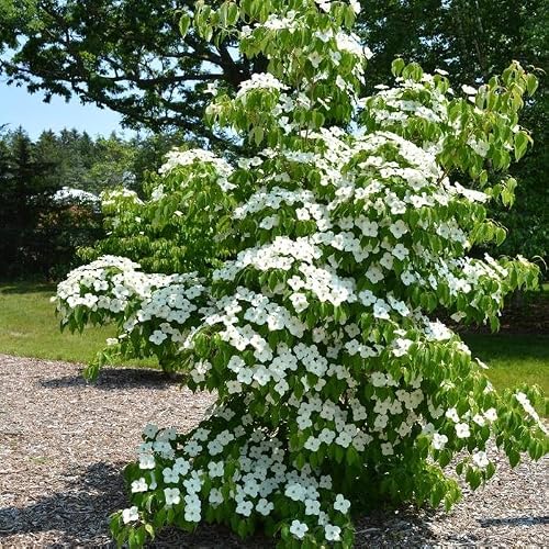 Milky Way Dogwood Chinensis live plant