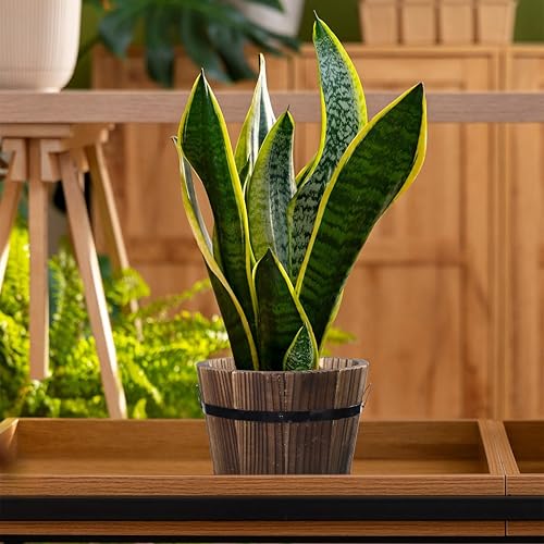 Miniatura 9 de Maceta redonda de madera para suculentas con parte inferior permeable de 7.08 x 7.08 x 5.9 pulgadas, para interiores y exteriores, hogar, oficina,